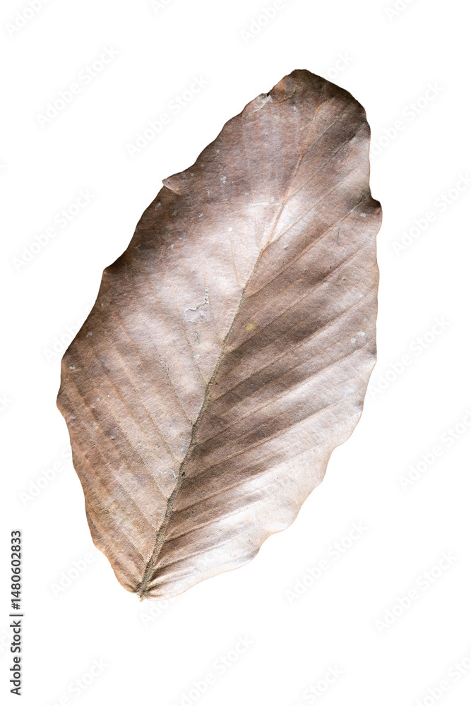 Poster dry leaf on white background. isolated and clipping path included.