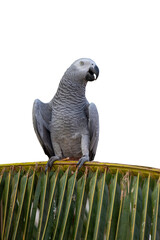 African Grey Parrot sitting on a palm tree isolated on white background