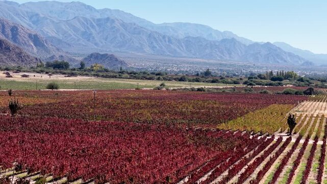 Aerial view of vineyards in Cafayate, Salta, Argentina.