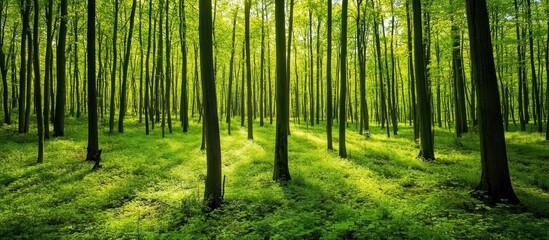 Sunlight filtering through vibrant green trees in dense deciduous forest