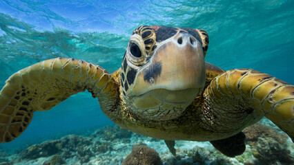 Obraz premium sea turtle swimming