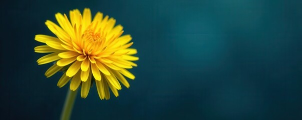 Intricate dandelion head, vibrant yellow against deep blue , nature, detail