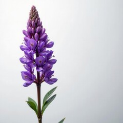 Intricate purple Erica flower, stunning white backdrop , Erica, photography