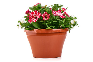 Potted Petunia and Bacopa Flowers, isolated on white background.