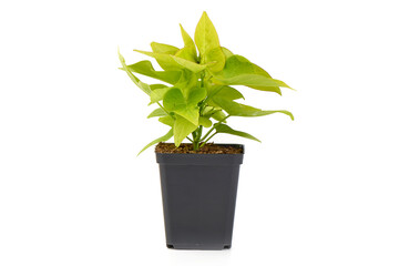 Green Ornamental Plant in Plastic Pot, isolated on white background.