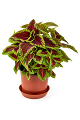 Coleus blumei (Painted Nettle) ornamental plant in a flower pot, isolated on white background.