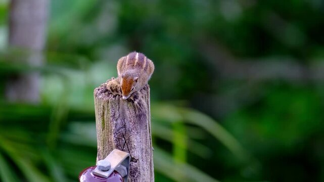 Palm squirrel Funambulus palmarum on tree trunk, striped back, native to India, tropical wildlife, small rodent, climbing, alert, in natural habitat, ecology topic