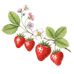 strawberries on white background