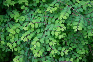 Close-up of dense green shrub foliage with small round leaves on thin branches. Natural texture and fresh greenery background.