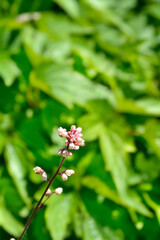 Coral Bells flowers - Latin name - Heuchera Prince of Silver