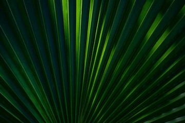 Pattern of palm leaves. Palm background. Green leaves wallpaper. Exotic jungle foliage. Green leaves tropical greenery. Green pattern. Palm leaves backdrop. Green palm background.