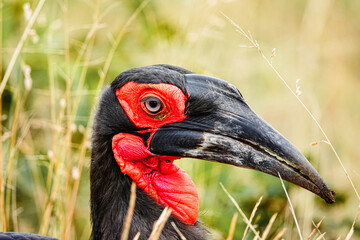 Ground Hornbill in the wild, Africa 