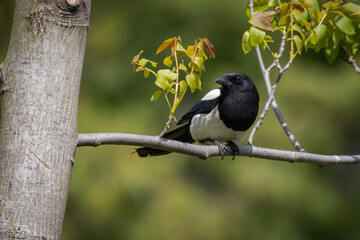 An adult Eurasian magpie sits on a branch with young leaves, looking toward the camera with a green background on a sunny spring day.