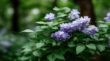 Vibrant purple lilac flowers in full bloom contrast with lush dark green leaves, captured in a serene spring atmosphere