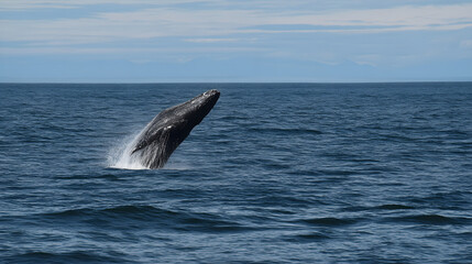 Fototapeta premium Majestic Whale Breach Ocean Giant Leaping Sea Creature Aquatic Display Powerful Jump Marine Life Spectacle Whale Watching Adventure Ocean Wildlife Wonder 