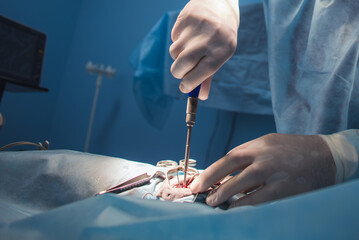 Obraz premium A veterinarian fixes a broken bone in an animal. A veterinarian wearing surgical gloves performs surgery on an animal lying on an operating table in an operating room using surgical instruments.
