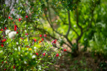 Fototapete bei efototapeten.de bestellen   