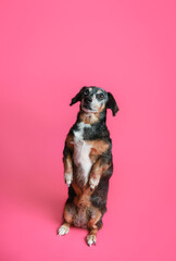 Obraz premium Dachshund dog sitting up begging 