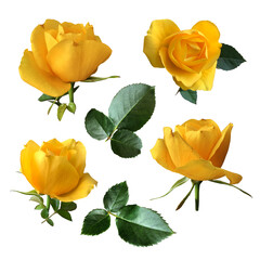 Yellow roses set, bright flowers with leaves delicate garden plant in blossom, isolated cutout object for decor, design, invitations, cards, soft focus and clipping path, natural elements