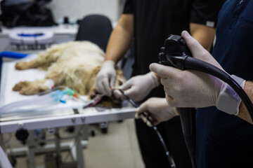 Veterinarians are performing an endoscopy procedure on an anesthetized dog lying on an operating table in a veterinary clinic, using specialized equipment for internal examination and diagnosis.