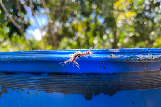 Hairy Caterpillar Olene mendosa Crawling on Blue Surface Poisonous Insect Close-up in Philippines