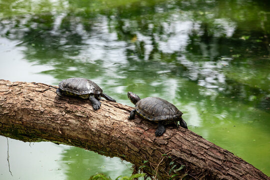 Tiger tortoise sunbathing on tree trunk in the lake.