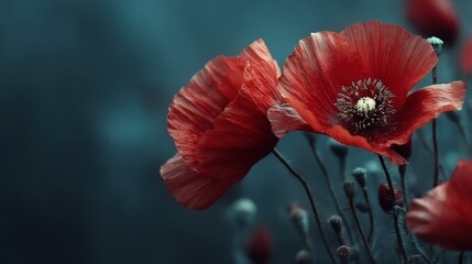 Crimson Poppies: Delicate red poppies unfurl their velvety petals against a deep, dreamy backdrop, their vibrant color a testament to the enduring beauty of nature.
