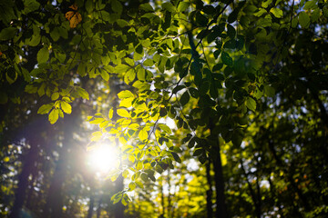 Nature green leaf on blurred greenery background in forest and sunlight with copy space. Background of natural green plants landscape, ecology wallpaper. Blurred background of spring nature.