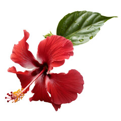 Realistic red hibiscus flower blooming with green leaves on transparent background, Red Hibiscus Flower Isolated On White Background, A bold watercolor depiction of a hibiscus flower with vibrant red