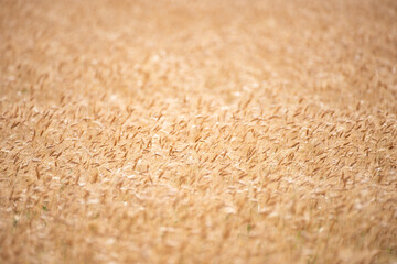 Wheat field harvest background. The agriculture harvest. Gold sprouts of wheat in soil. Harvest in farm. Wheat field background. Background and texture for harvest. Background of ears of wheat.