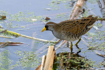 Fototapeta premium Sora wading in a shallow lake.