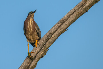 Green heron perched on a branch.