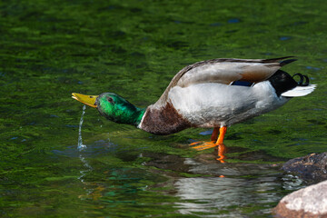 Male mallard duck drinking water.