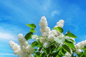 Beautiful blooming white lilac against the blue sky
