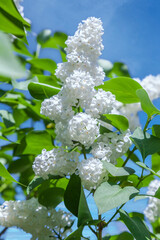 A bush of white lilac flowers with green leaves on a blue sky background