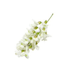 White flower with green leaves