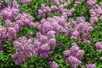A bouquet of purple lilac flowers with green leaves. The flowers are collected in a bunch and grow...