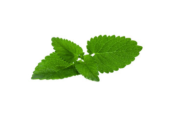 Green leafy plant with a stem