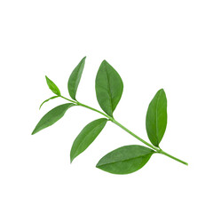 green branch of ligustrum on white background