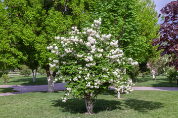 Small tree with white flowers is in a park