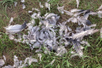 feathers of an eaten bird on the grass