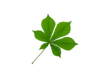 Fototapeta premium Leafy green plant with a stem