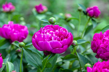 Bunch of pink flowers with green leaves