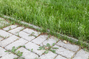 Brick walkway with weeds growing on it