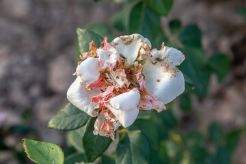 The flower is wilted and has a faded pink color