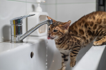 A cute kitten happily laps up tap water. An adorable Bengal kitten stands on the edge of a bathroom sink and sticks out his tongue to catch a stream of fresh water flowing from the tap.