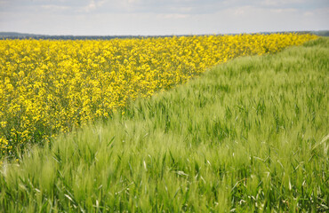 yellow rapeseed field next to green wheat field 