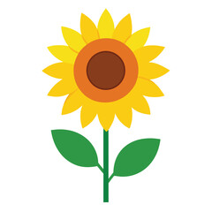 Bright yellow sunflower blossom, a single petal of summer beauty isolated on white