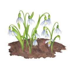 Delicate springtime snowdrops flowers growing in the ground. White flowers with green leaves. Spring garden clipart. Hand-drawn watercolor illustration. For postcards, stickers