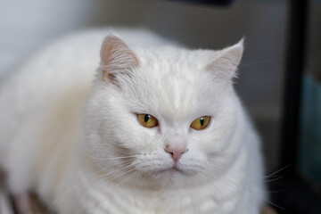Obraz premium Close-up portrait of a white British Shorthair cat with intense golden eyes, looking seriously at the camera while resting indoors.